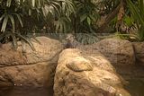 leipzig zoo-01_07_2011_gondwanaland_155